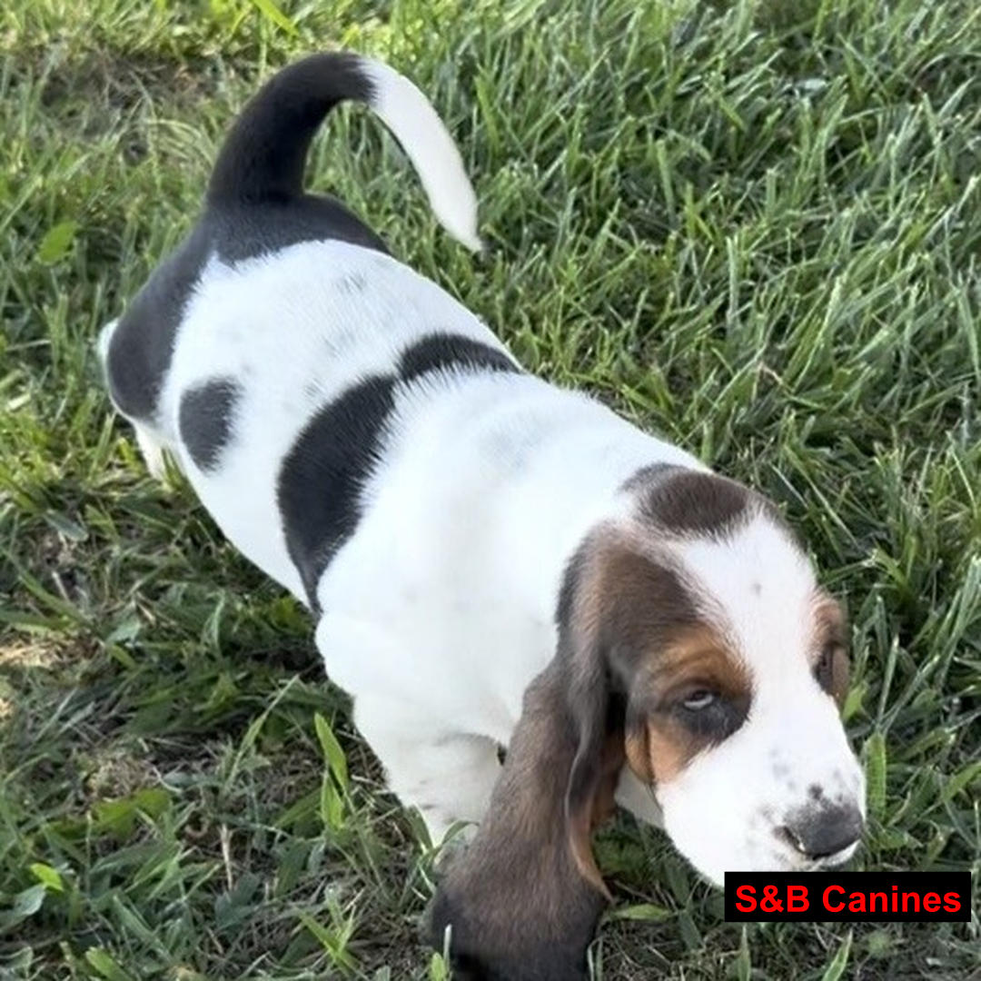 Puppy Image