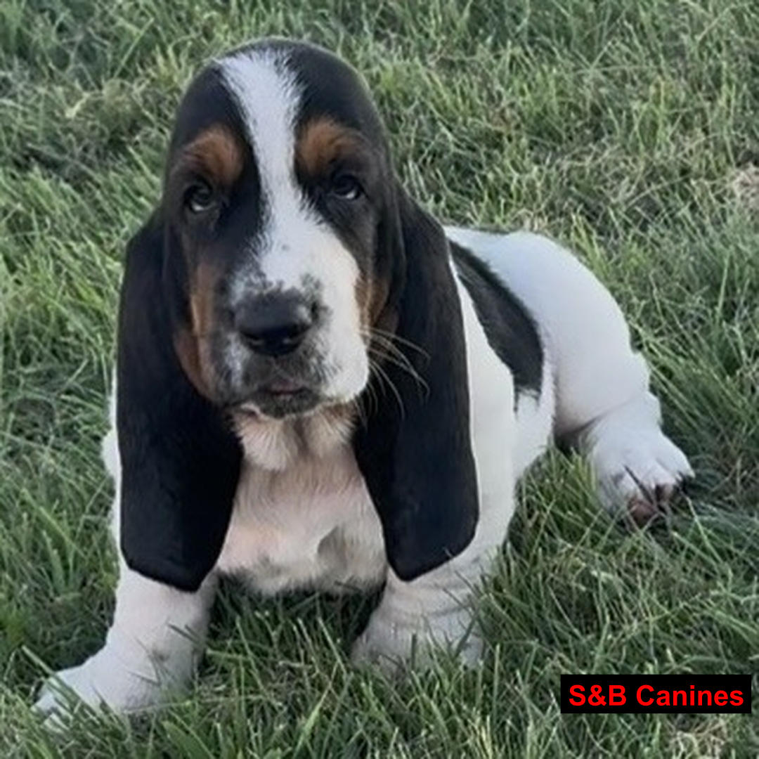 Puppy Image