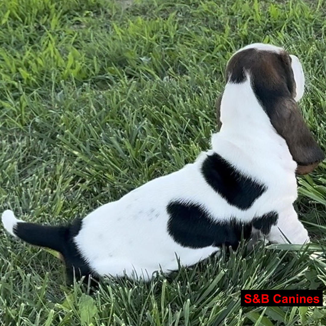 Puppy Image