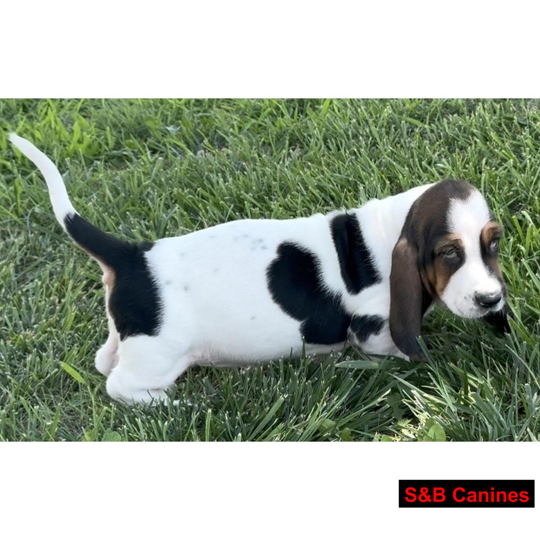 Puppy Image