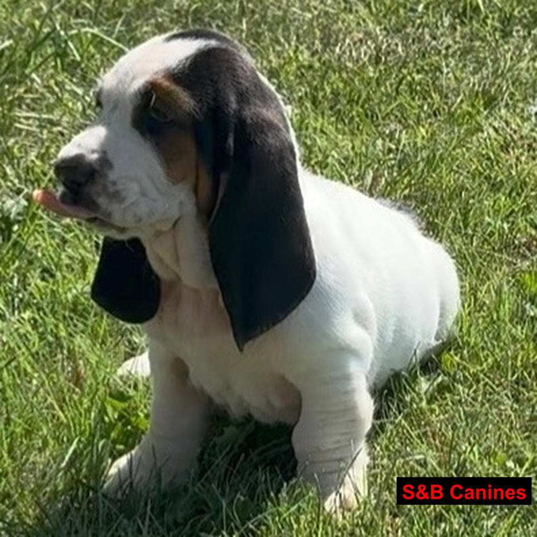 Puppy Image