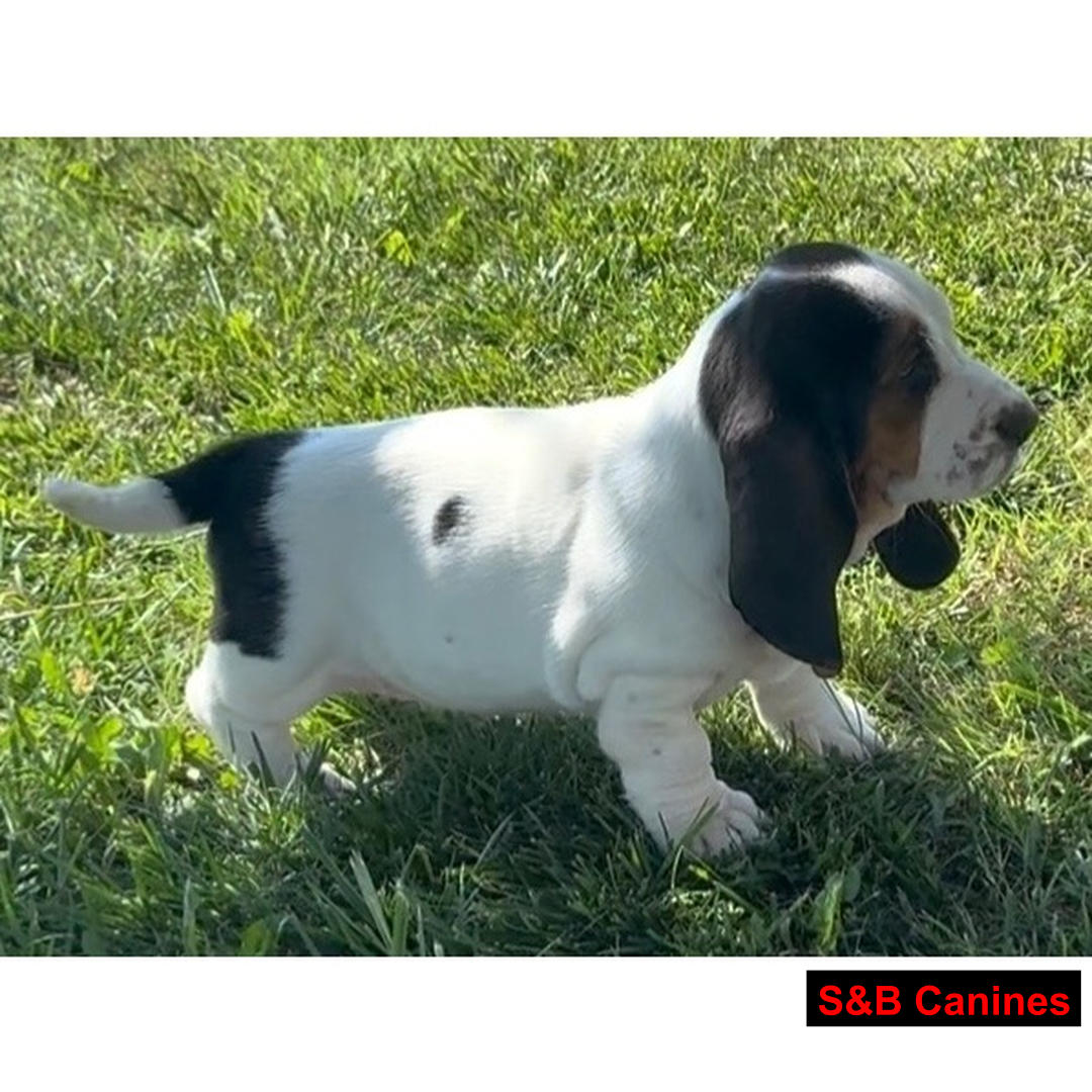 Basset Hound