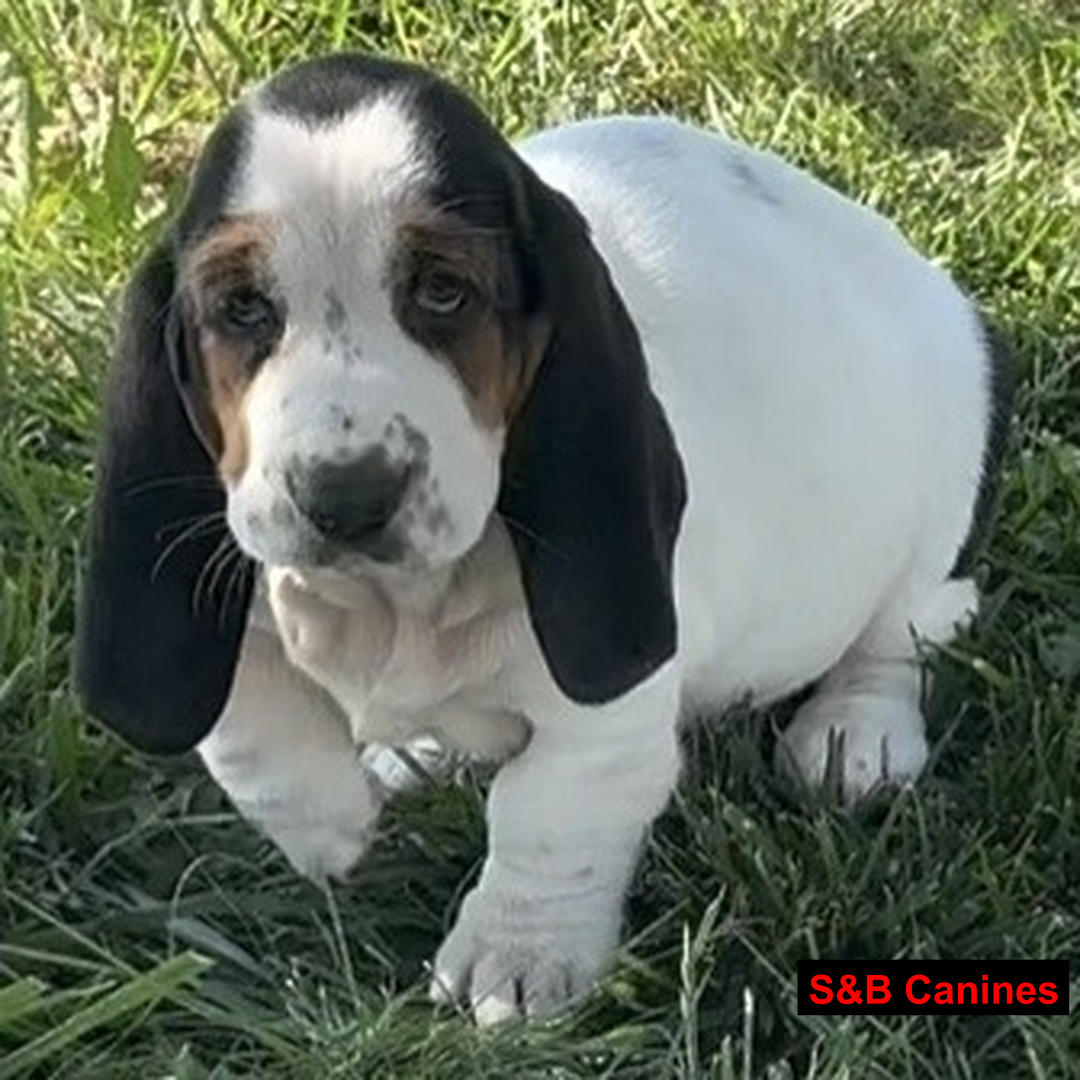 Puppy Image