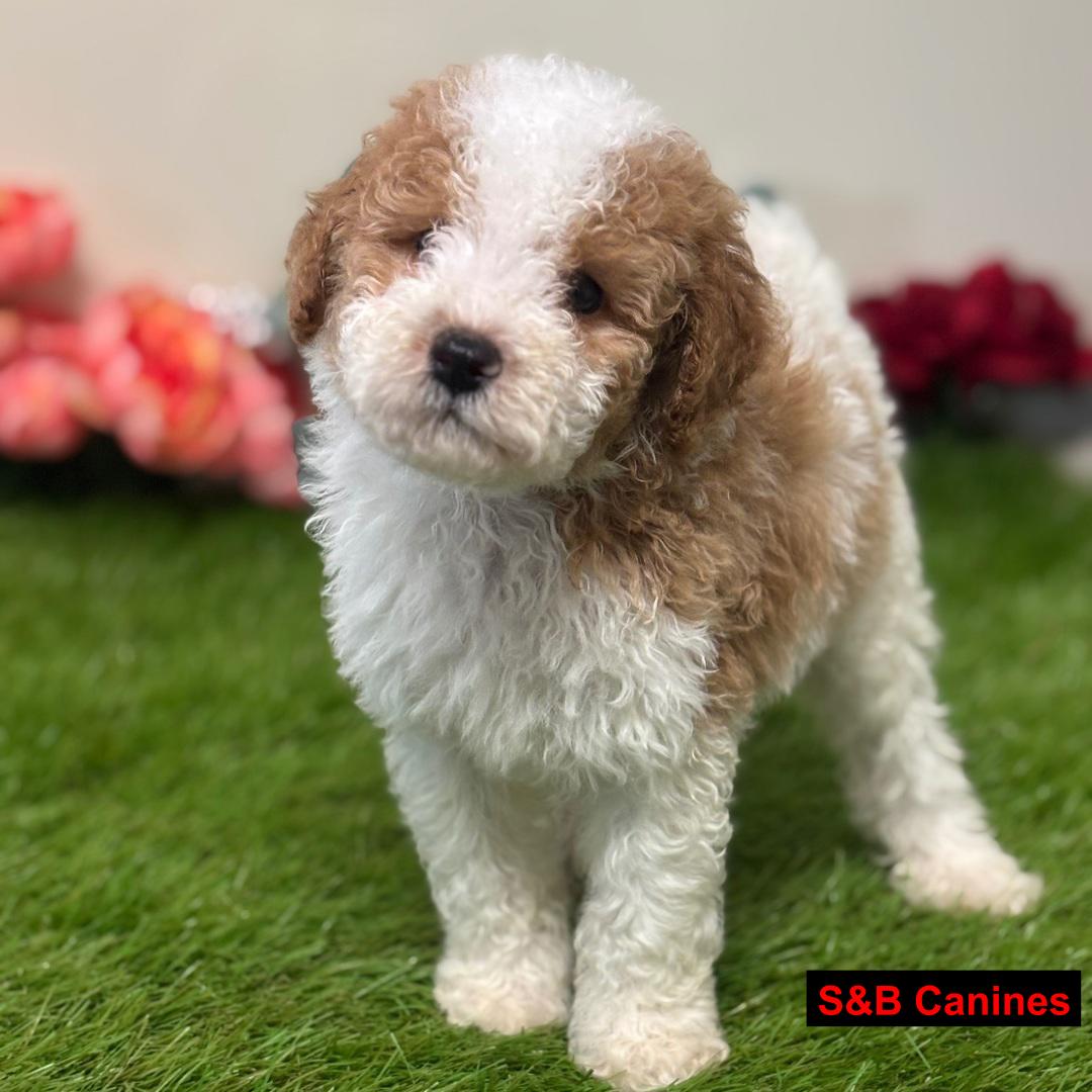 Puppy Image