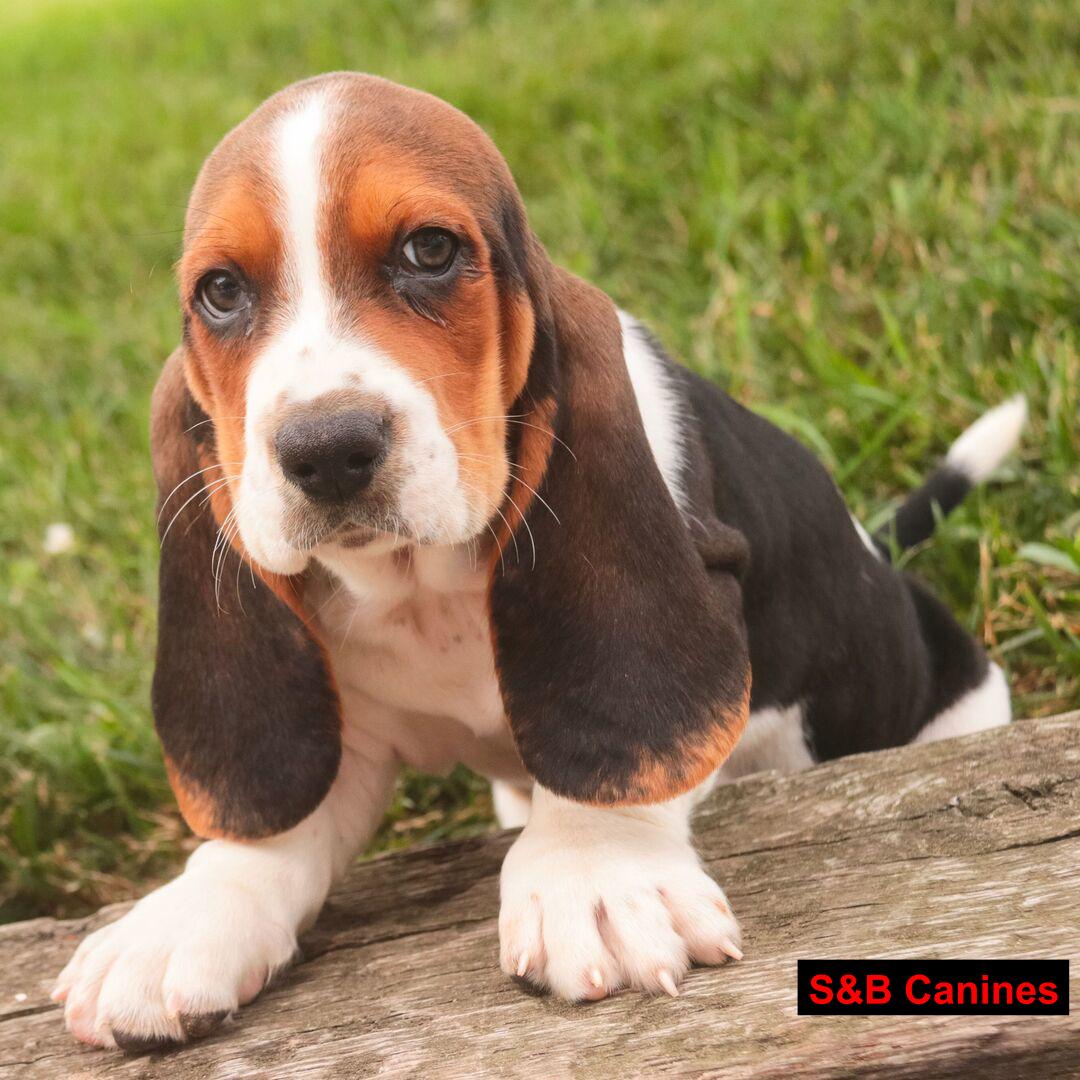 Puppy Image