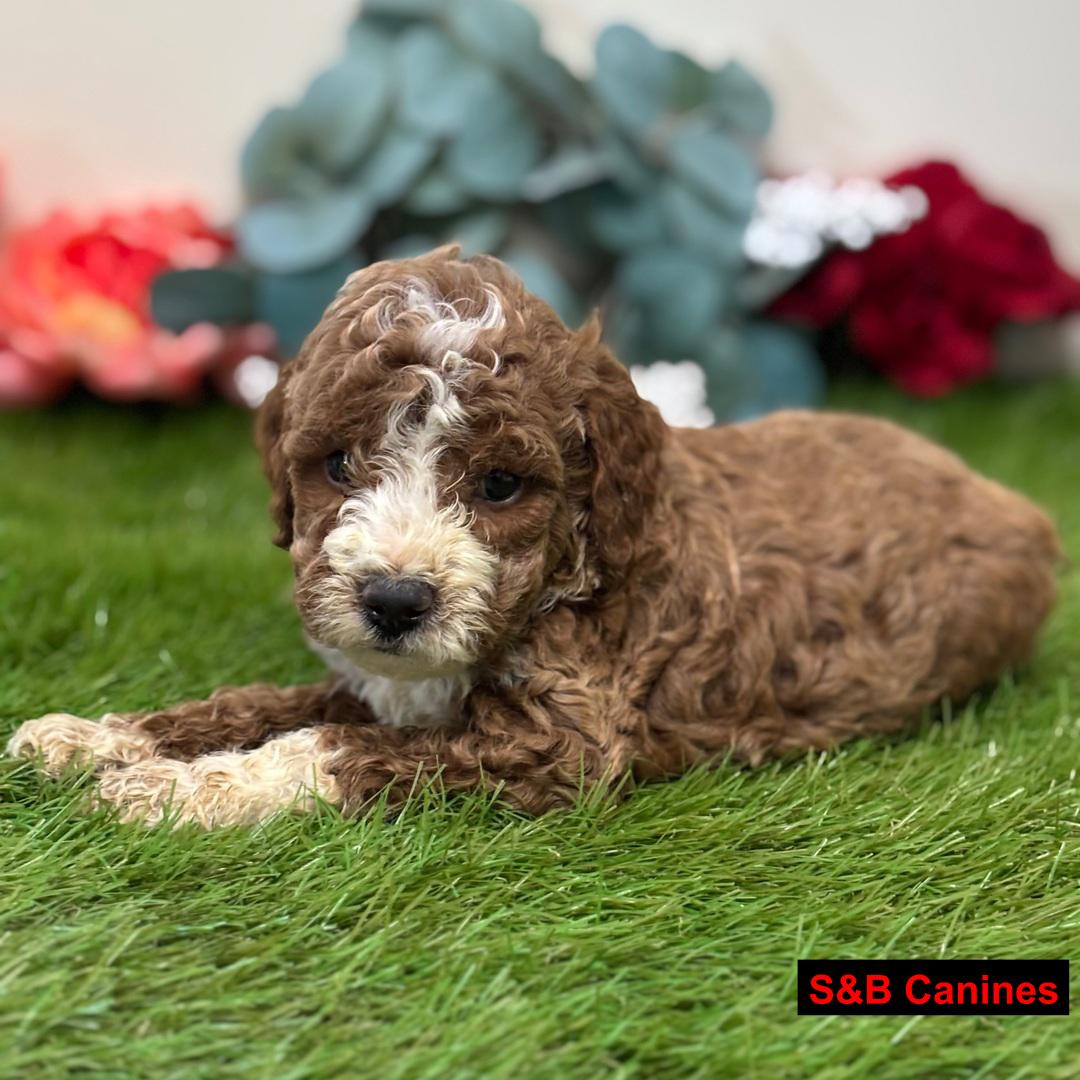 Puppy Image