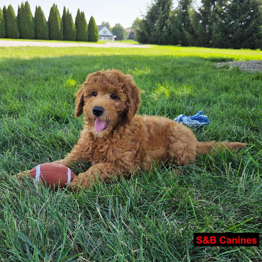 Puppy Image