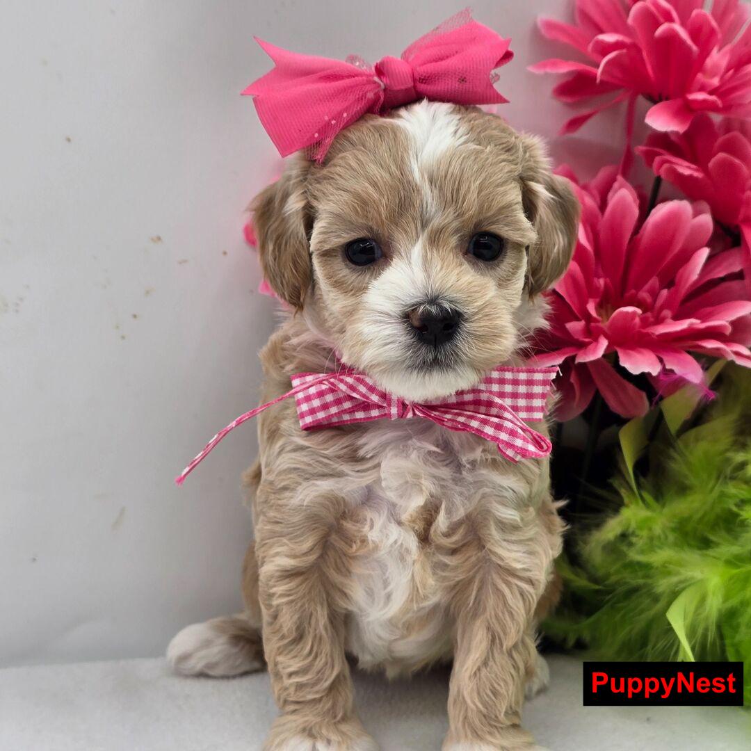 Puppy Image