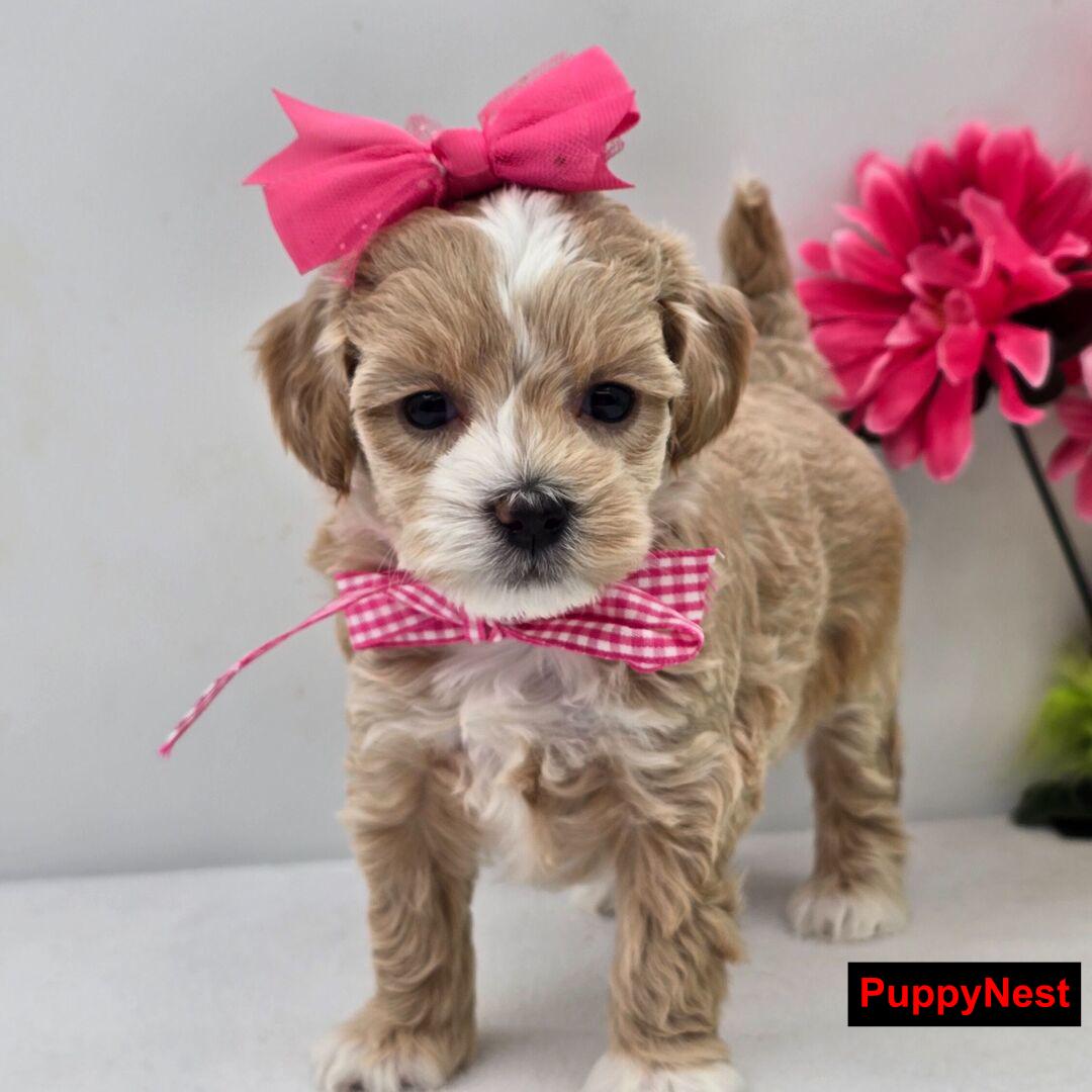 Puppy Image