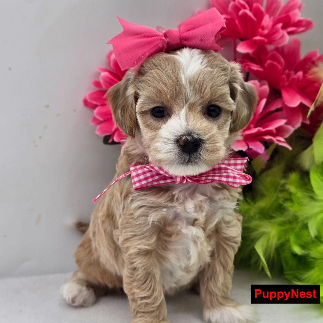 Puppy Image