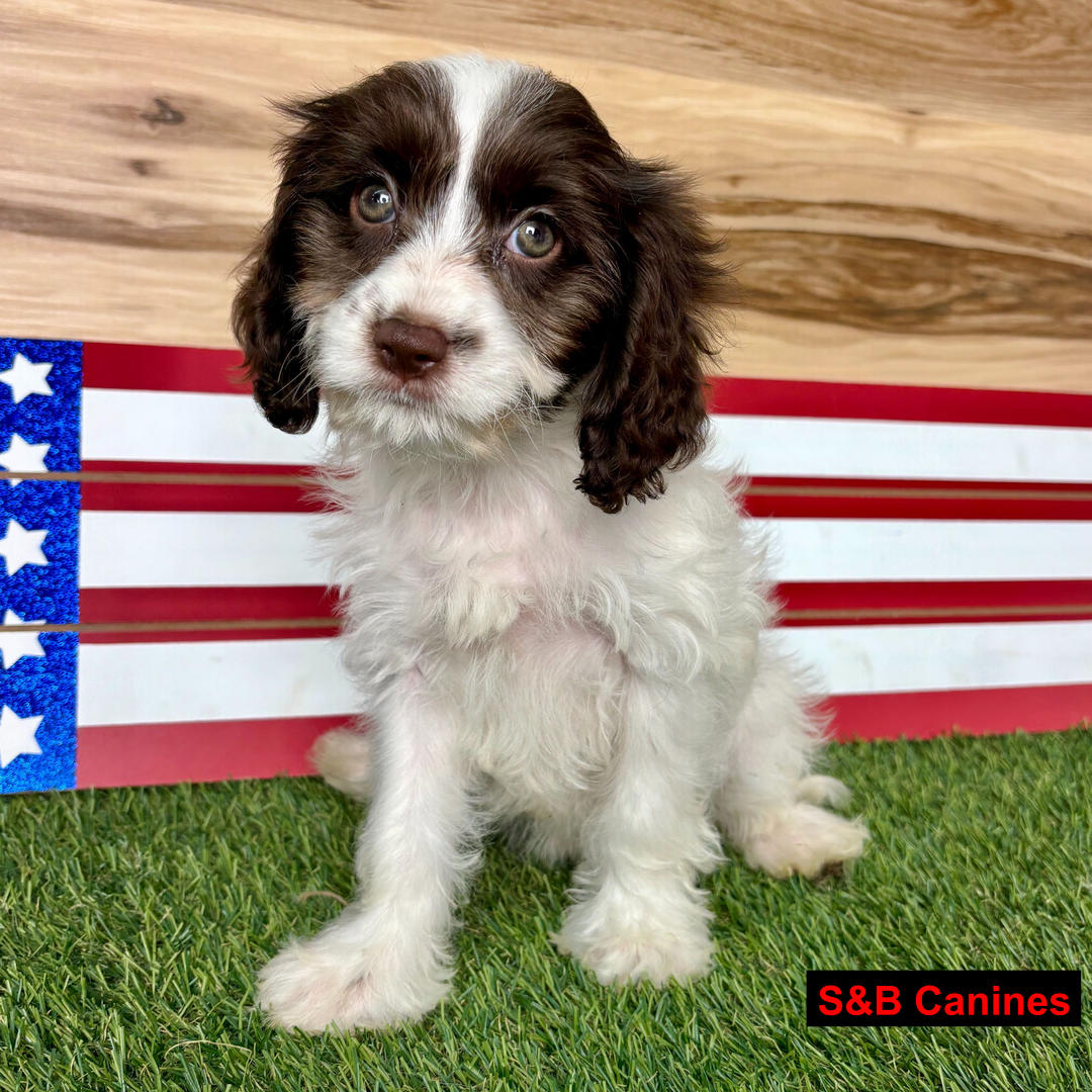 Puppy Image