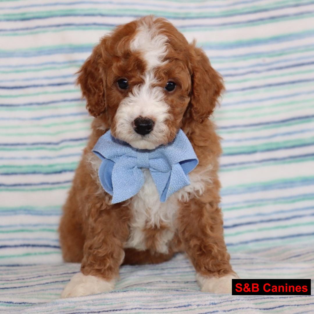 Puppy Image