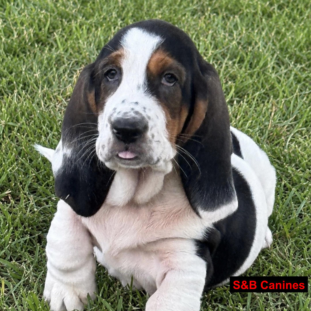 Puppy Image
