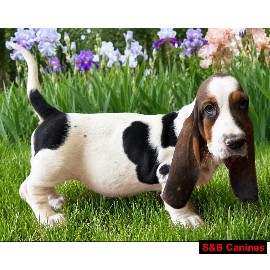 Puppy Image