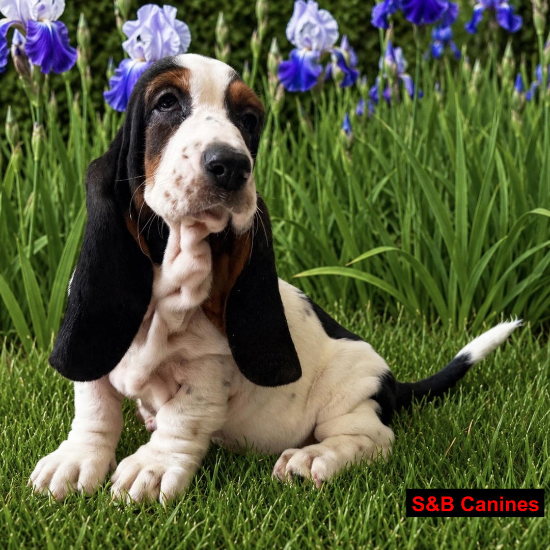 Puppy Image