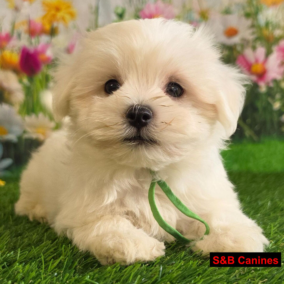 Puppy Image