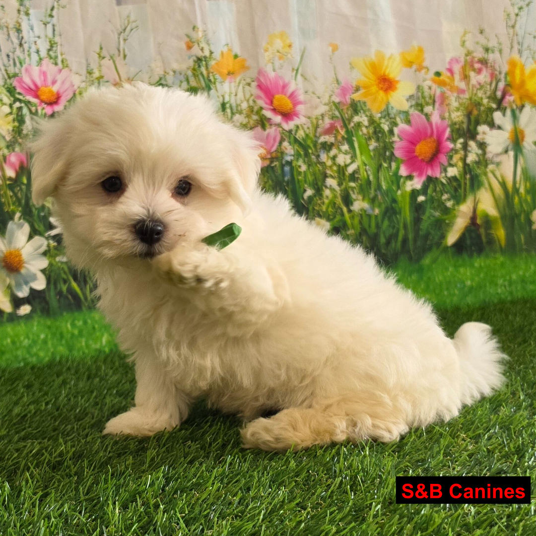 Puppy Image