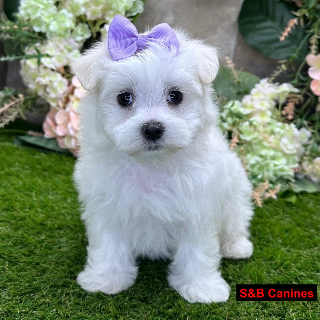 Puppy Image