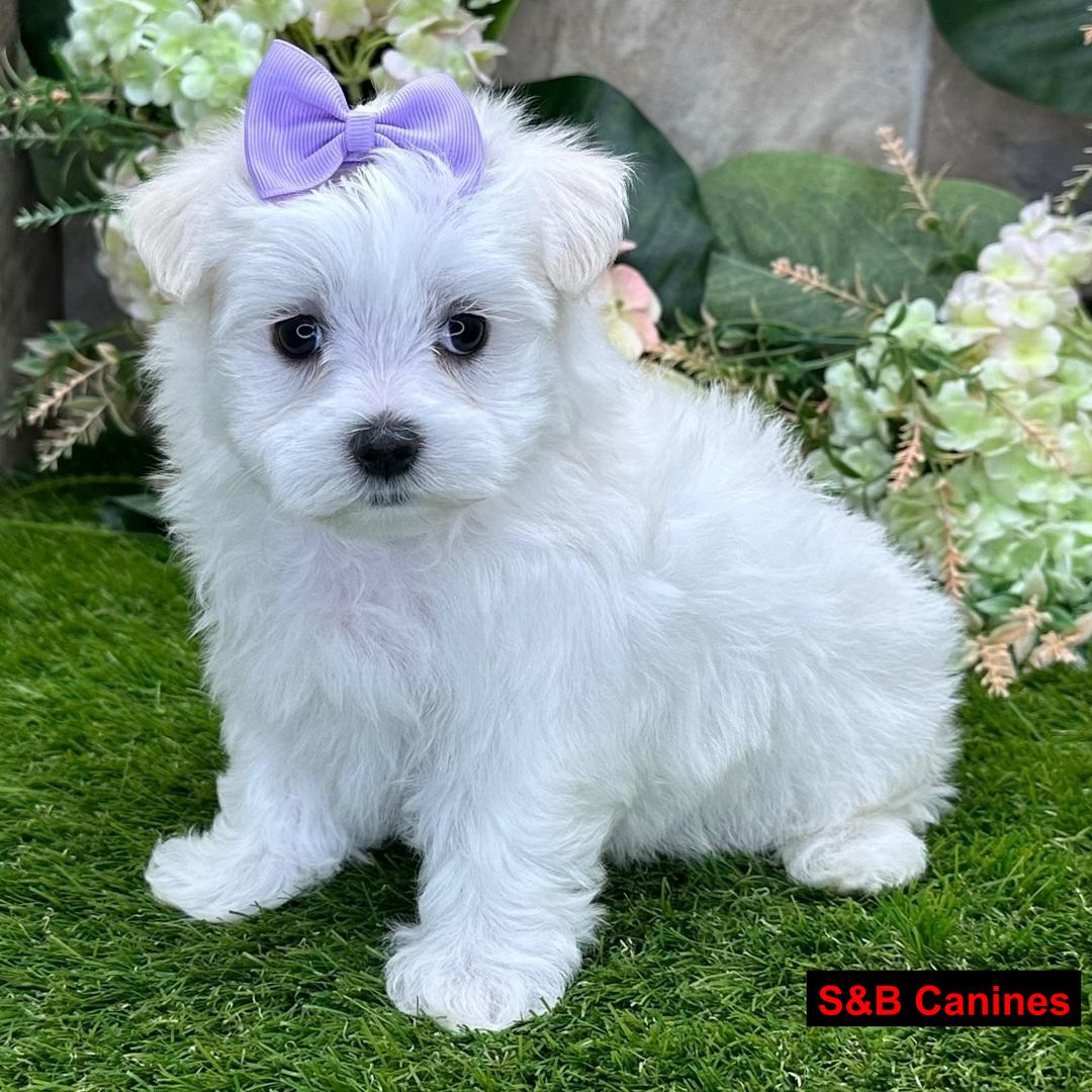 Puppy Image
