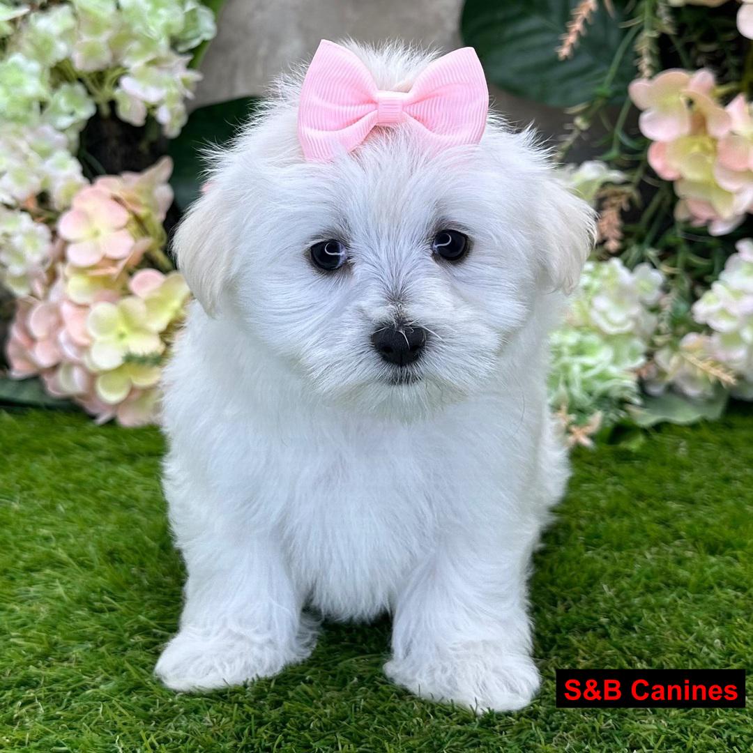Puppy Image