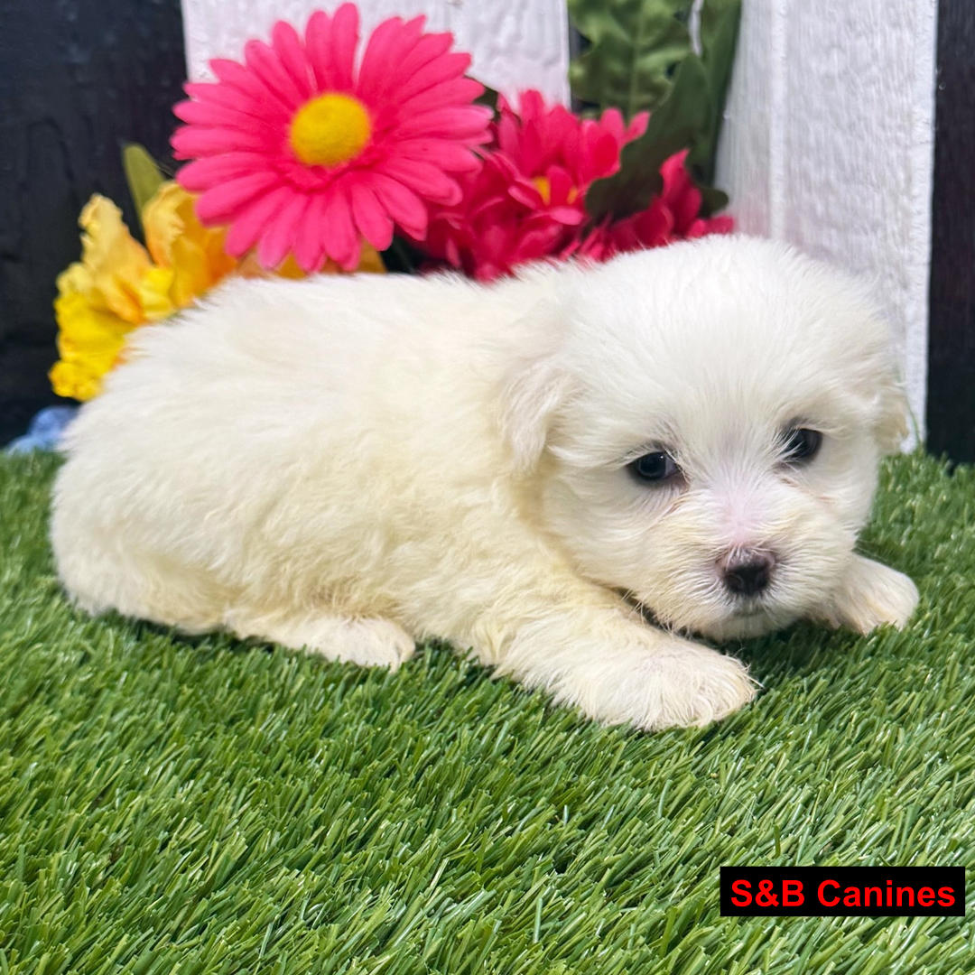 Kenton
