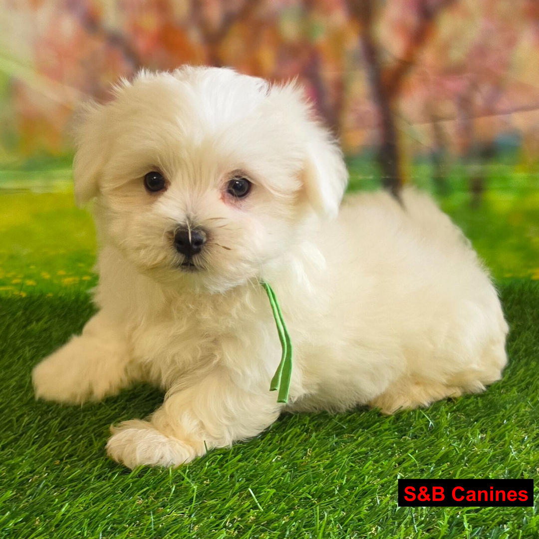 Puppy Image