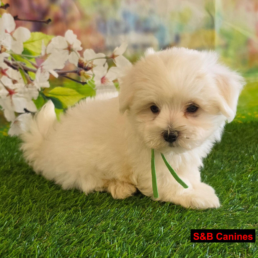 Puppy Image