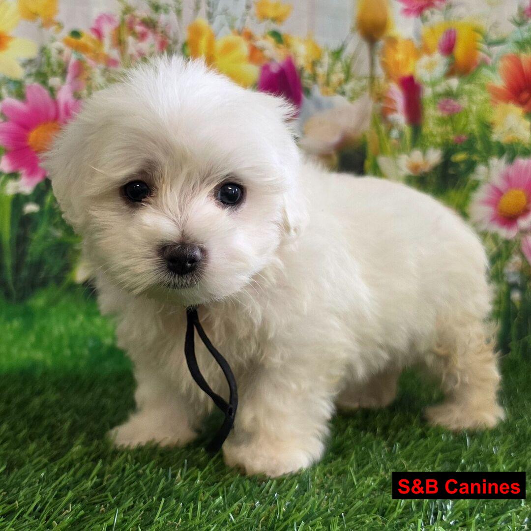 Puppy Image