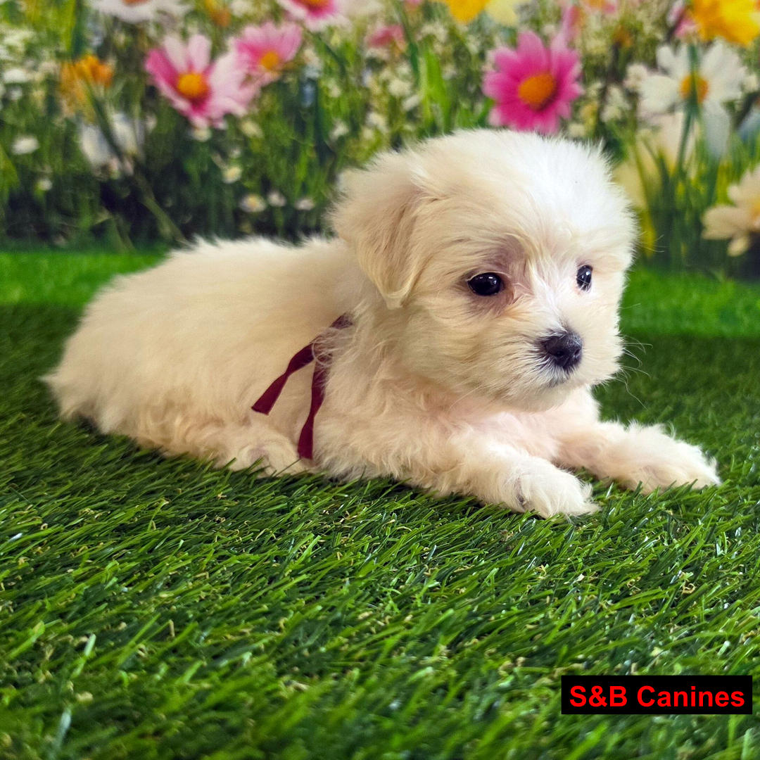 Puppy Image