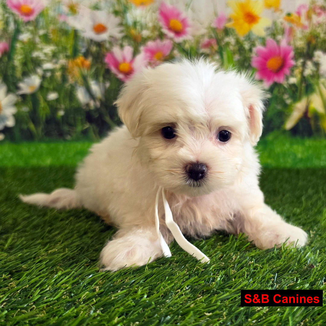 Puppy Image