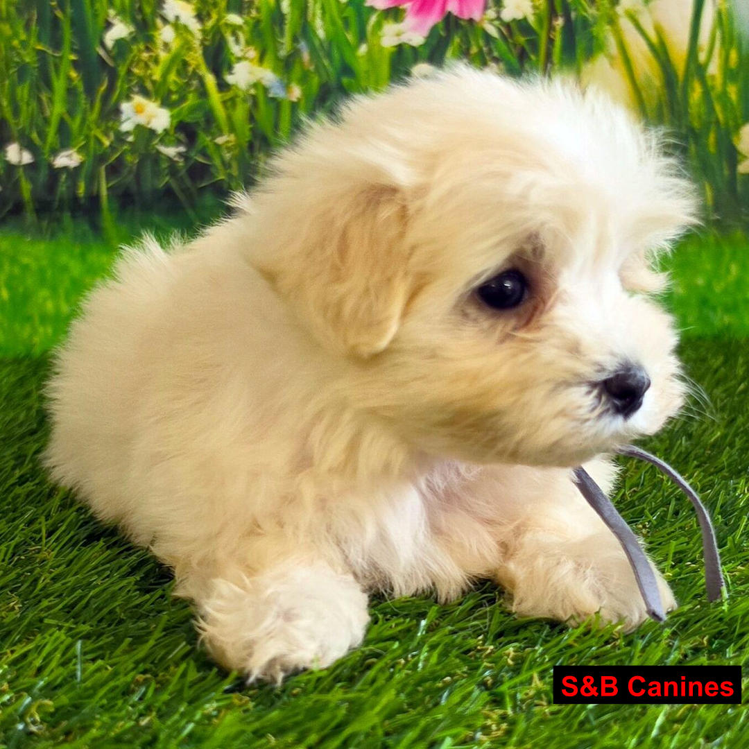 Puppy Image