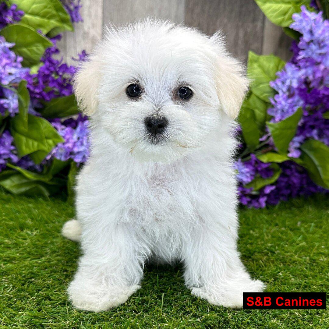 Puppy Image
