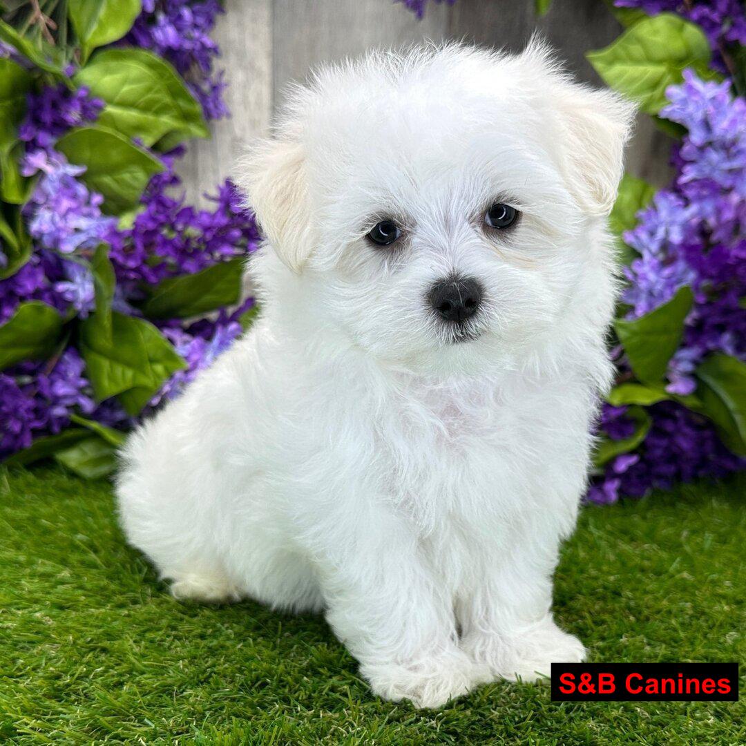 Puppy Image