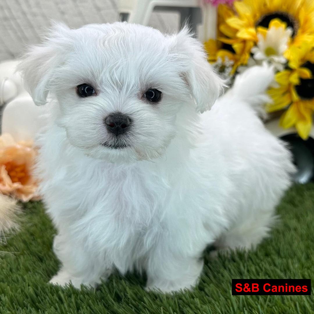 Puppy Image