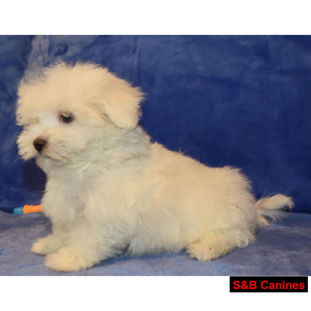 Puppy Image