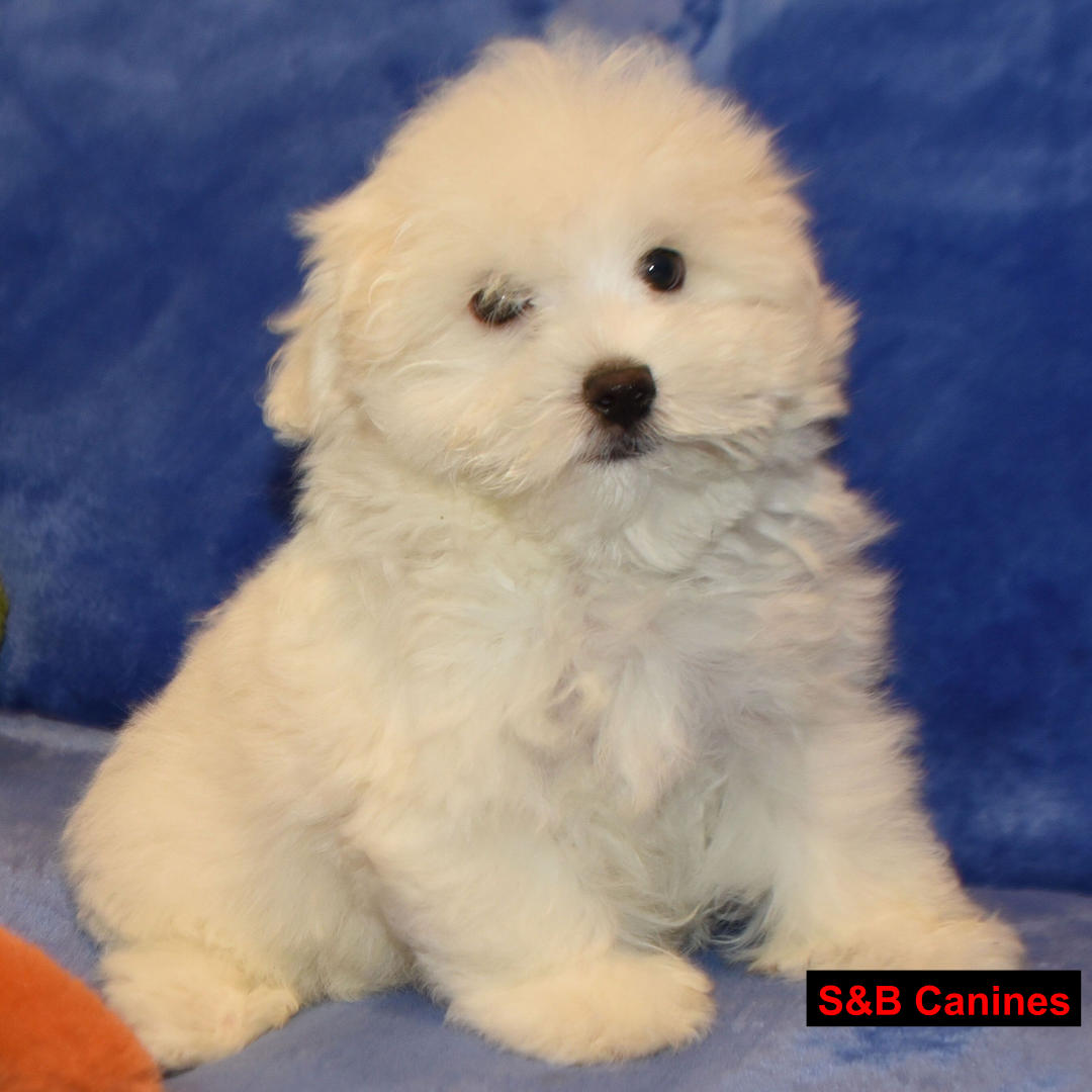 Puppy Image