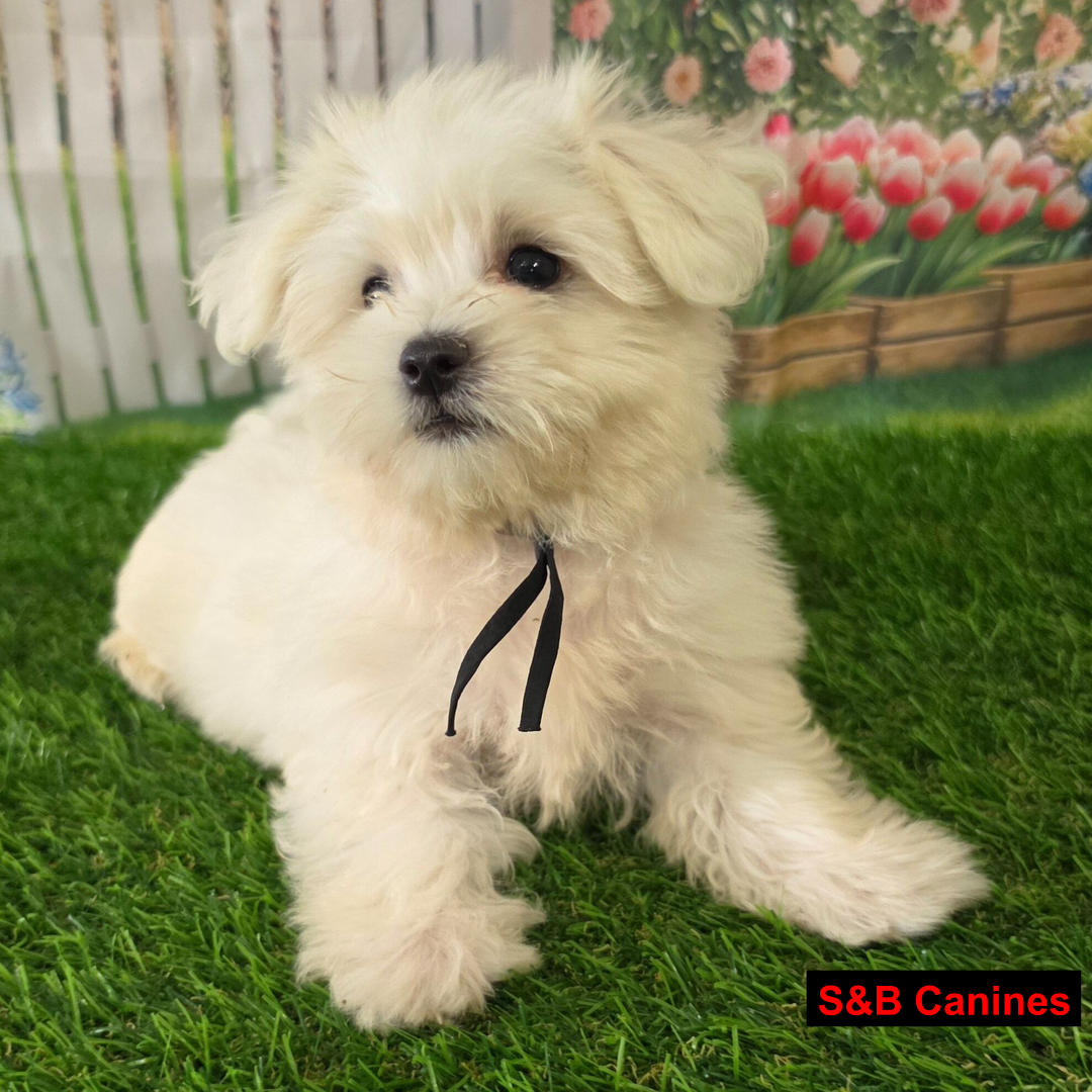 Puppy Image