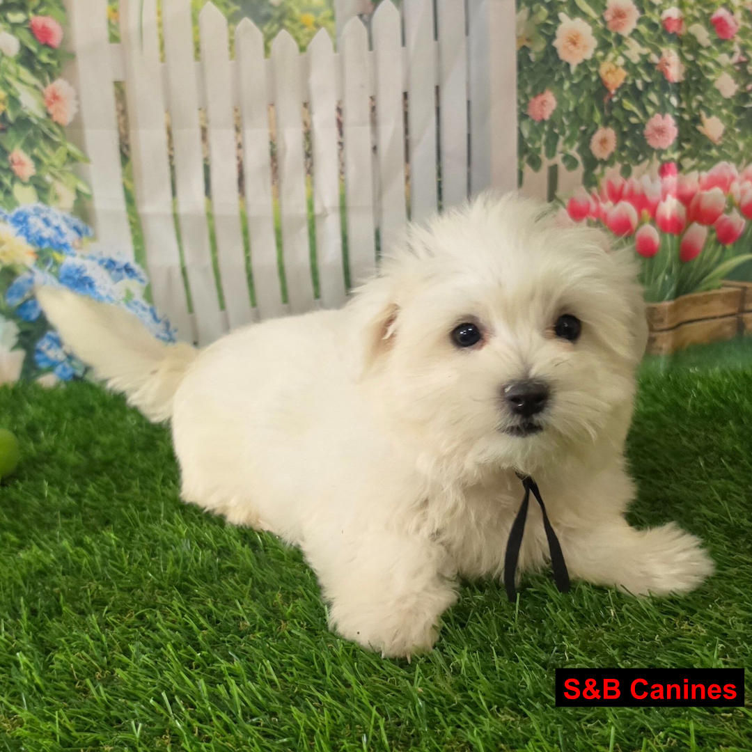 Puppy Image