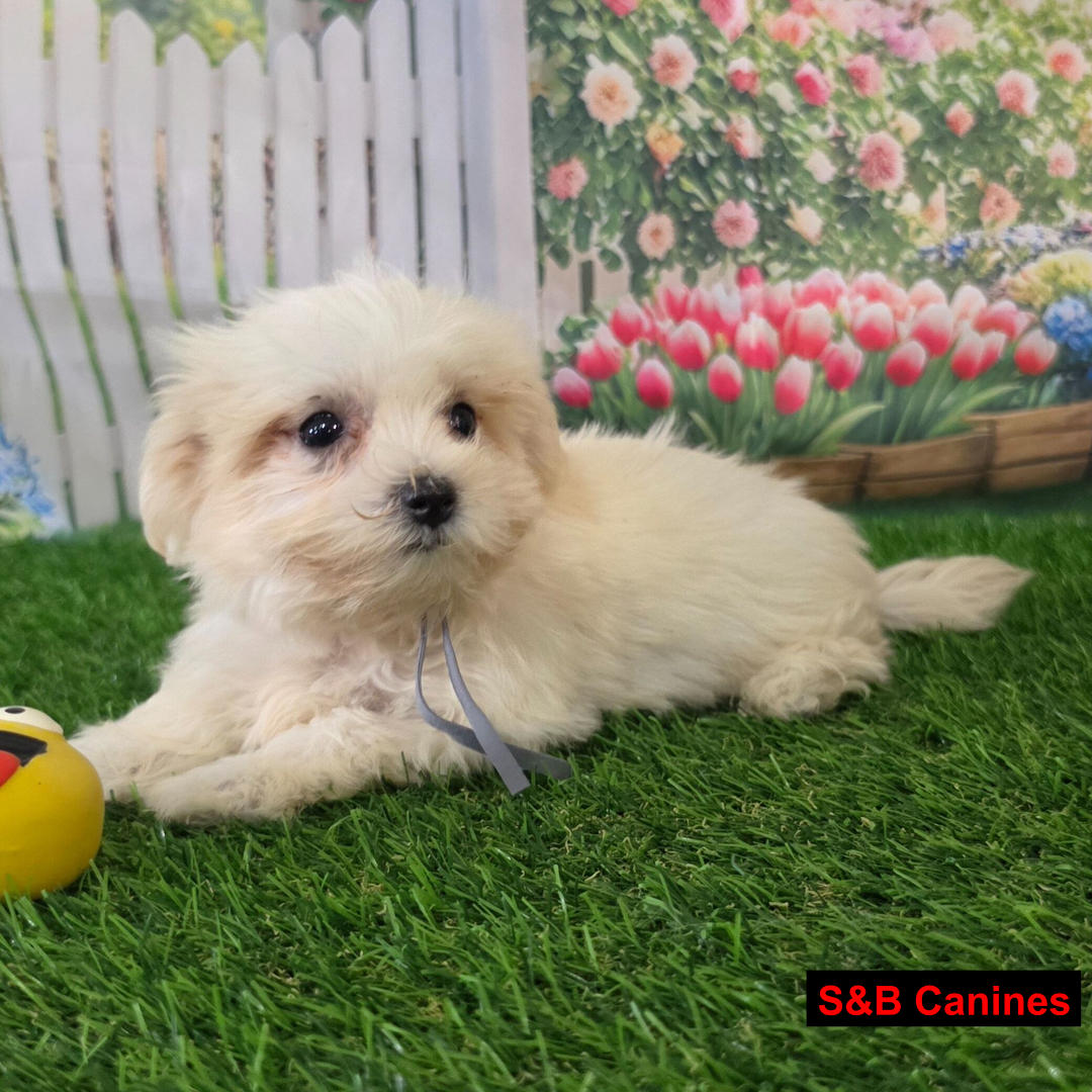 Puppy Image