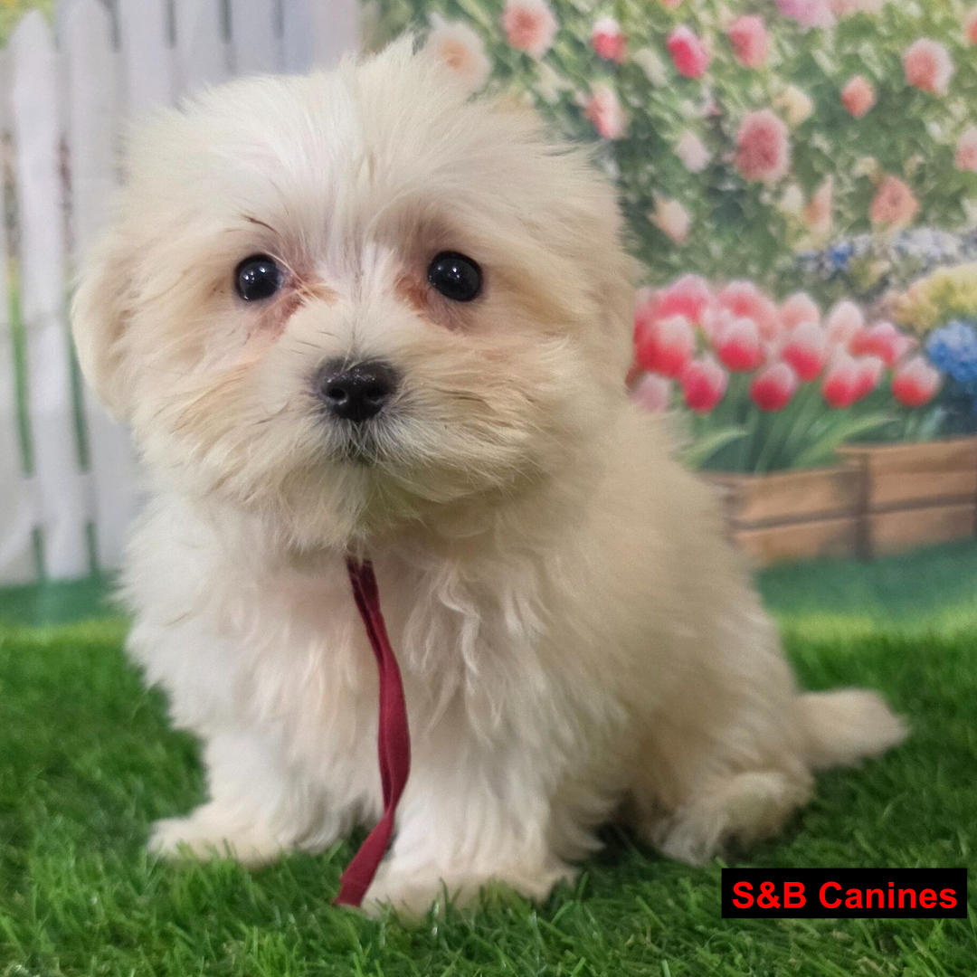 Puppy Image