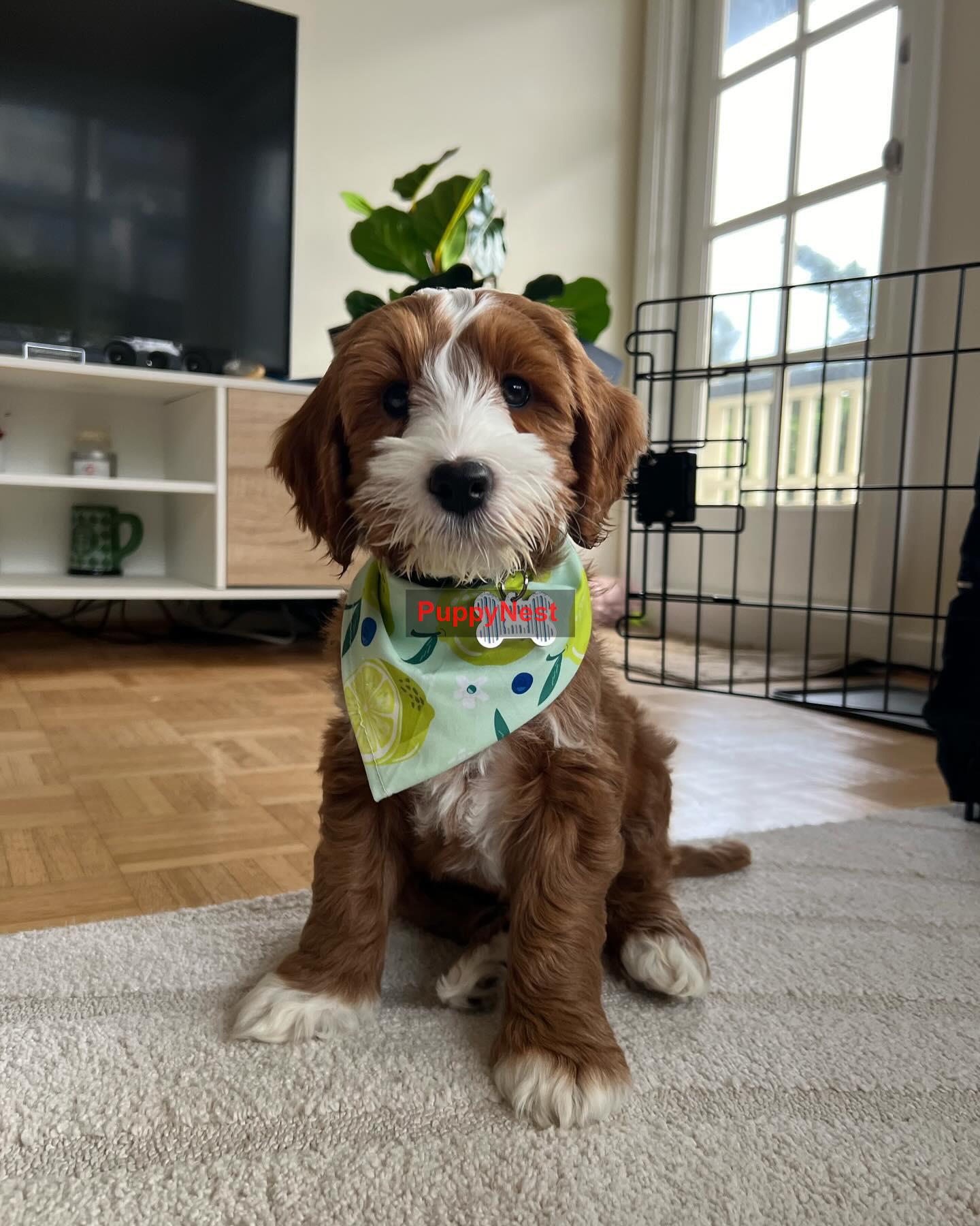 Puppy for Sale