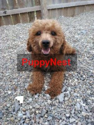 Puppy for Sale