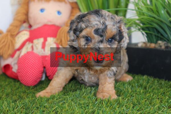 Puppy Image