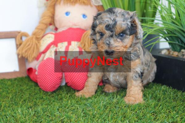Puppy Image