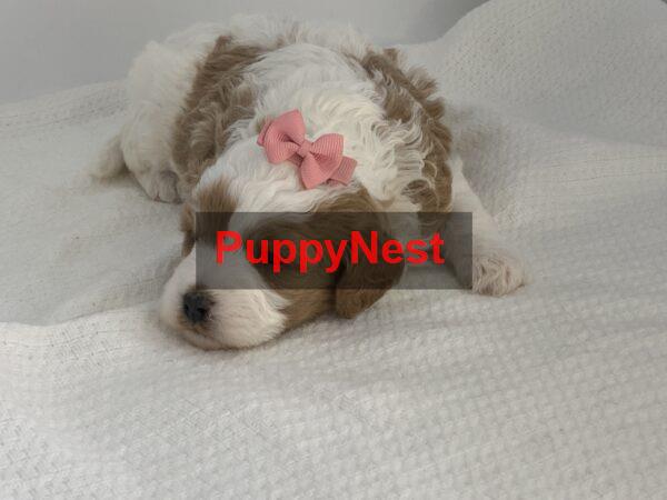 Puppy for Sale