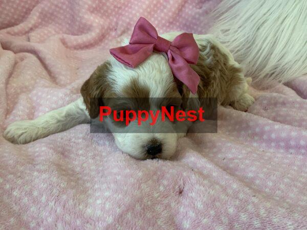 Puppy Image