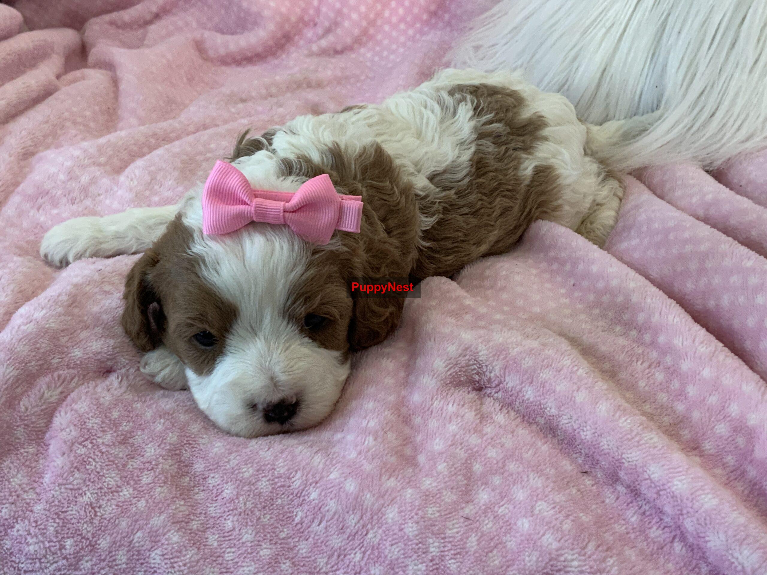 Puppy for Sale