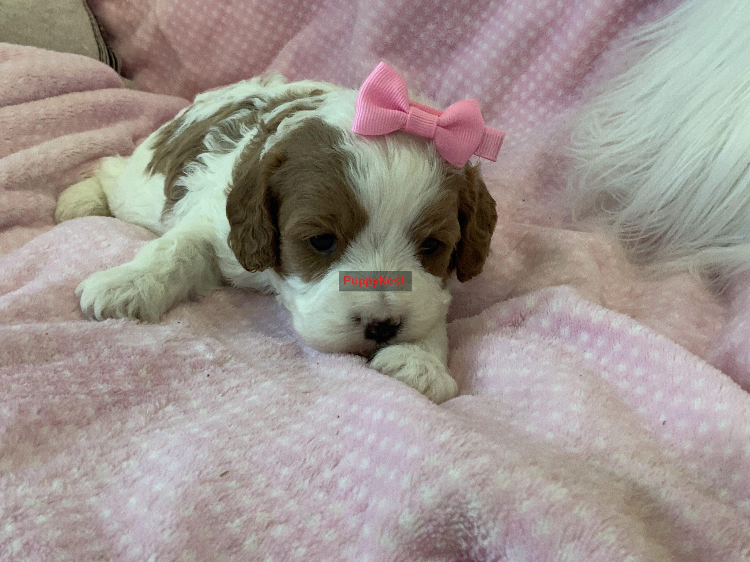 Puppy Image