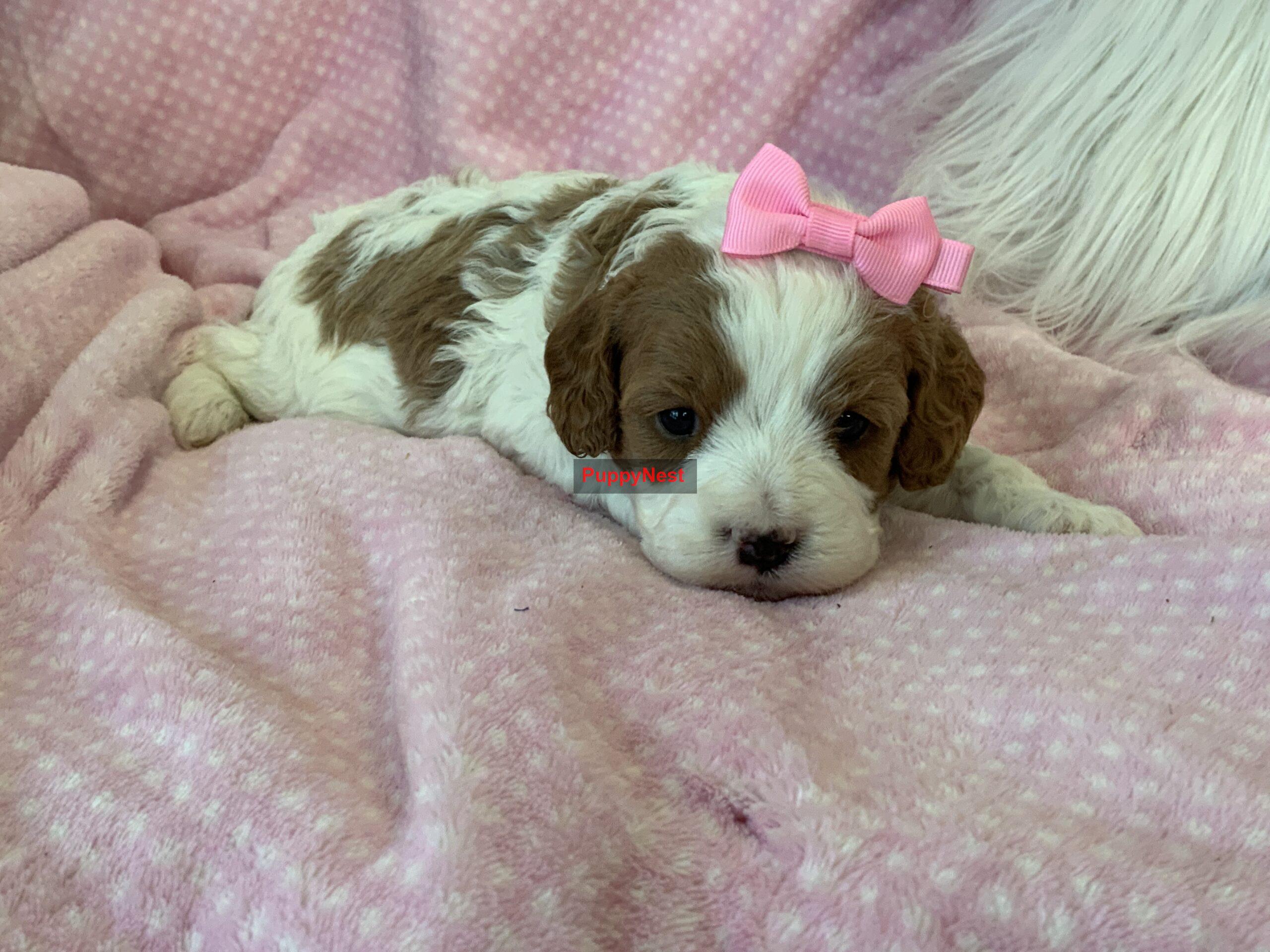 Puppy Image