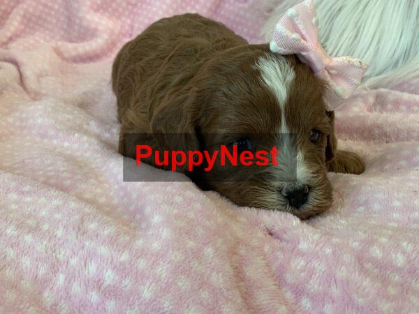 Puppy Image